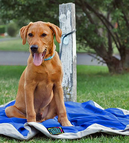 Petsy Sheet Royal Blue